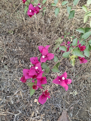 Primavera Roxa Clássica (Três-marias)