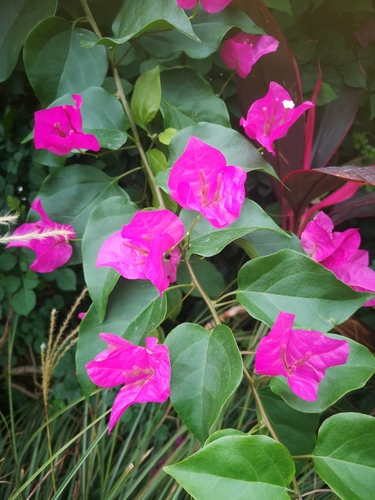 Primavera Rosa Arbustiva