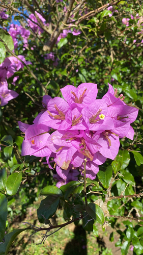 Primavera Rosa Arbustiva
