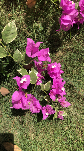 Primavera Rosa Arbustiva