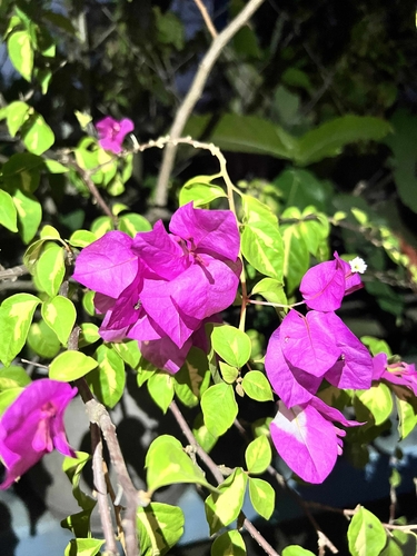 Primavera Rosa Arbustiva