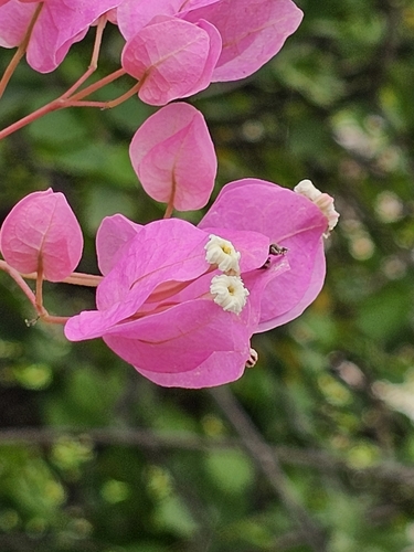 Primavera Vermelha do Peru