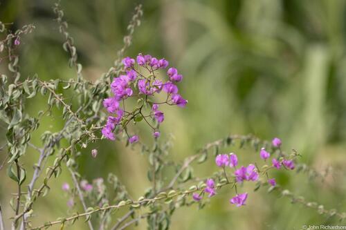 Primavera Vermelha do Peru