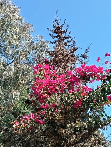 Primavera Amarela Orange
