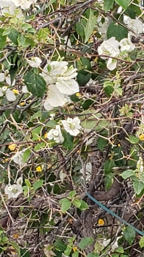 Primavera Amarela Orange