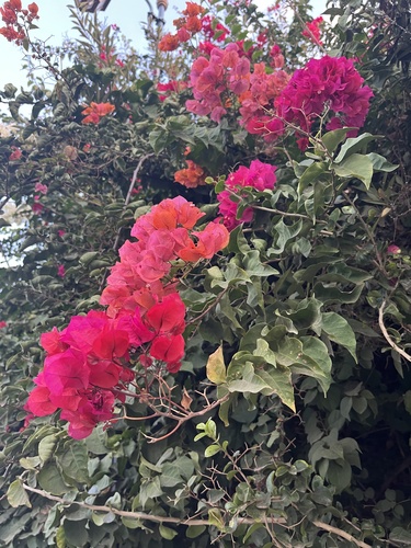 Primavera Amarela Orange