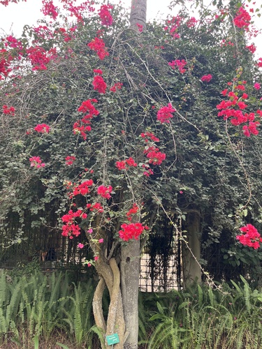 Primavera Amarela Orange