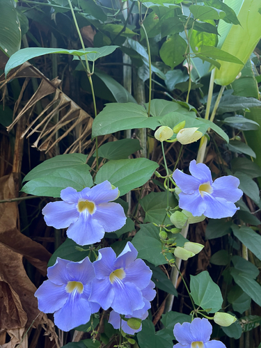 Tumbérgia-azul Trepadeira