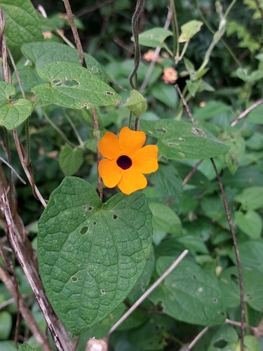 Olho-de-poeta (Amarelinha)