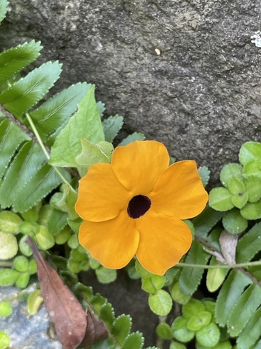 Olho-de-poeta (Amarelinha)