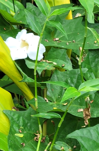Tumbérgia Branca Trepadeira
