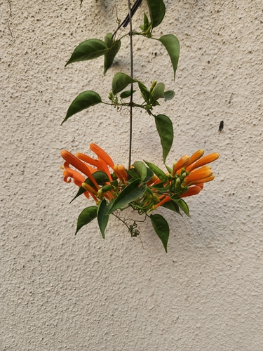 Flor-de-são-joão Amarela