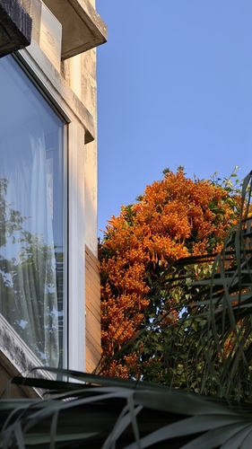 Flor-de-são-joão Amarela