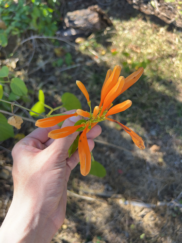 Flor-de-são-joão Amarela