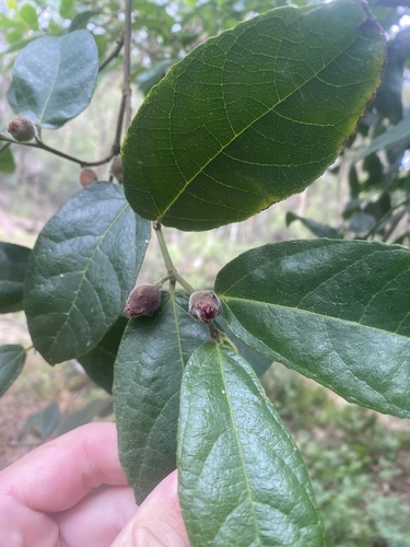 Ficus Rasteiro Radicans