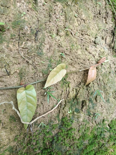 Ficus Flecha de Muro