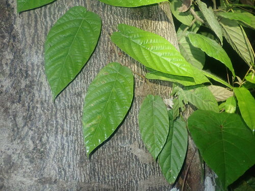 Ficus Flecha de Muro