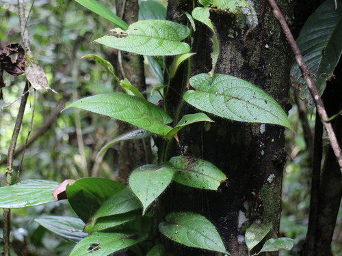 Ficus Flecha de Muro