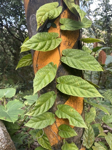 Ficus Flecha de Muro