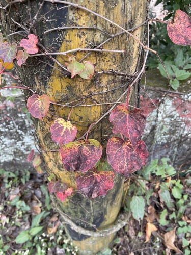 Falsa-vinha de Inverno