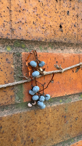 Falsa-vinha de Inverno