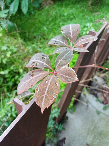 Falsa-vinha Chinesa Prateada