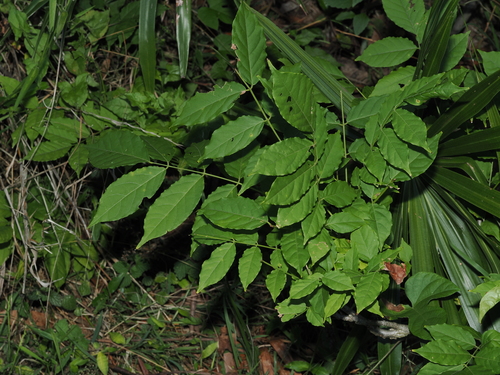 Glicínia Roxa da China