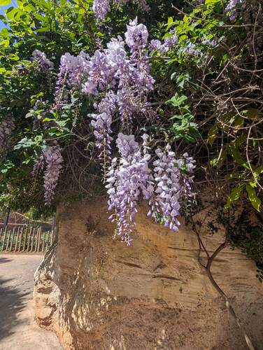 Glicínia Roxa da China