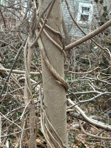 Glicínia Japonesa Longa