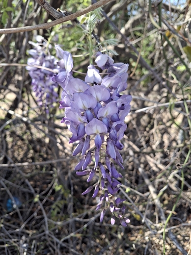 Glicínia Americana