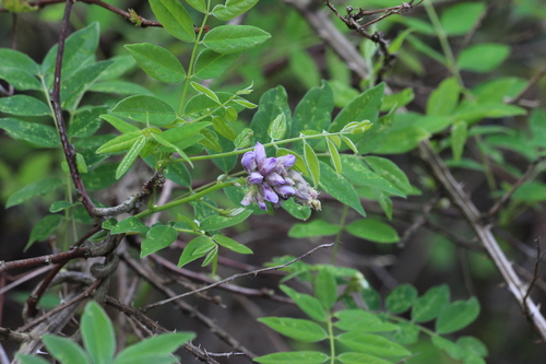 Glicínia Americana