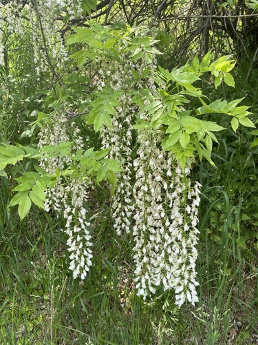 Glicínia Sedosa Branca