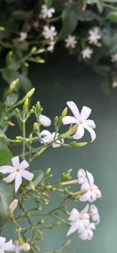 Jasmim-verdadeiro Branco
