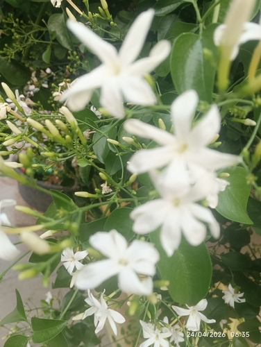 Jasmim-verdadeiro Branco