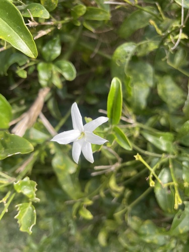 Jasmim-dos-açores