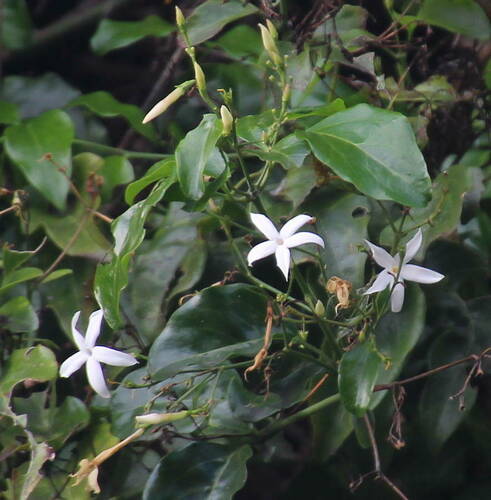 Jasmim-dos-açores