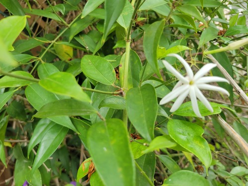 Jasmim-estrela-da-terra