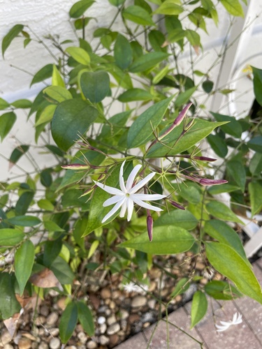 Jasmim-estrela-da-terra