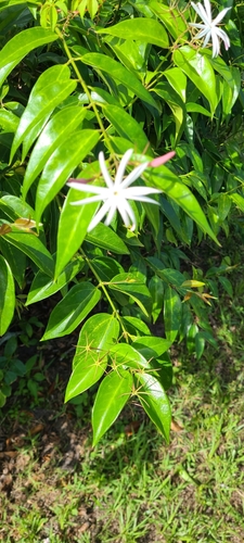 Jasmim-estrela-da-terra