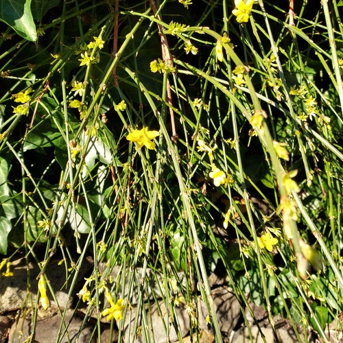Jasmim-de-inverno Amarelo