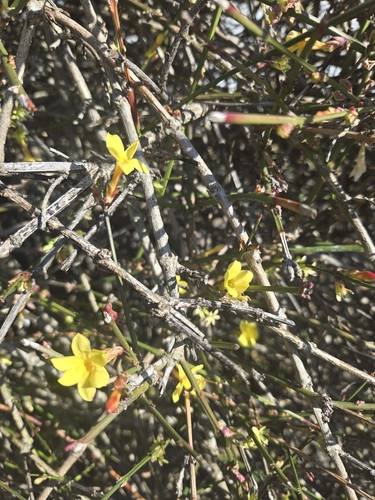 Jasmim-de-inverno Amarelo