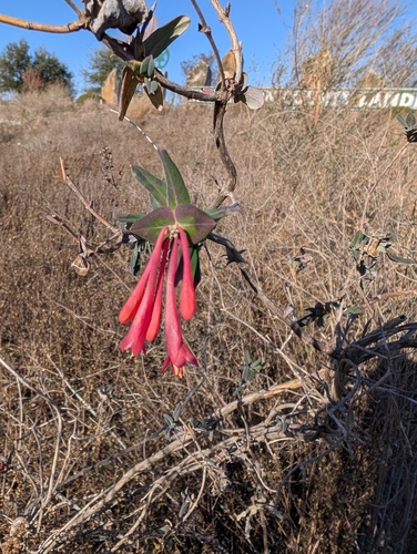 Madressilva Trombeta Vermelha