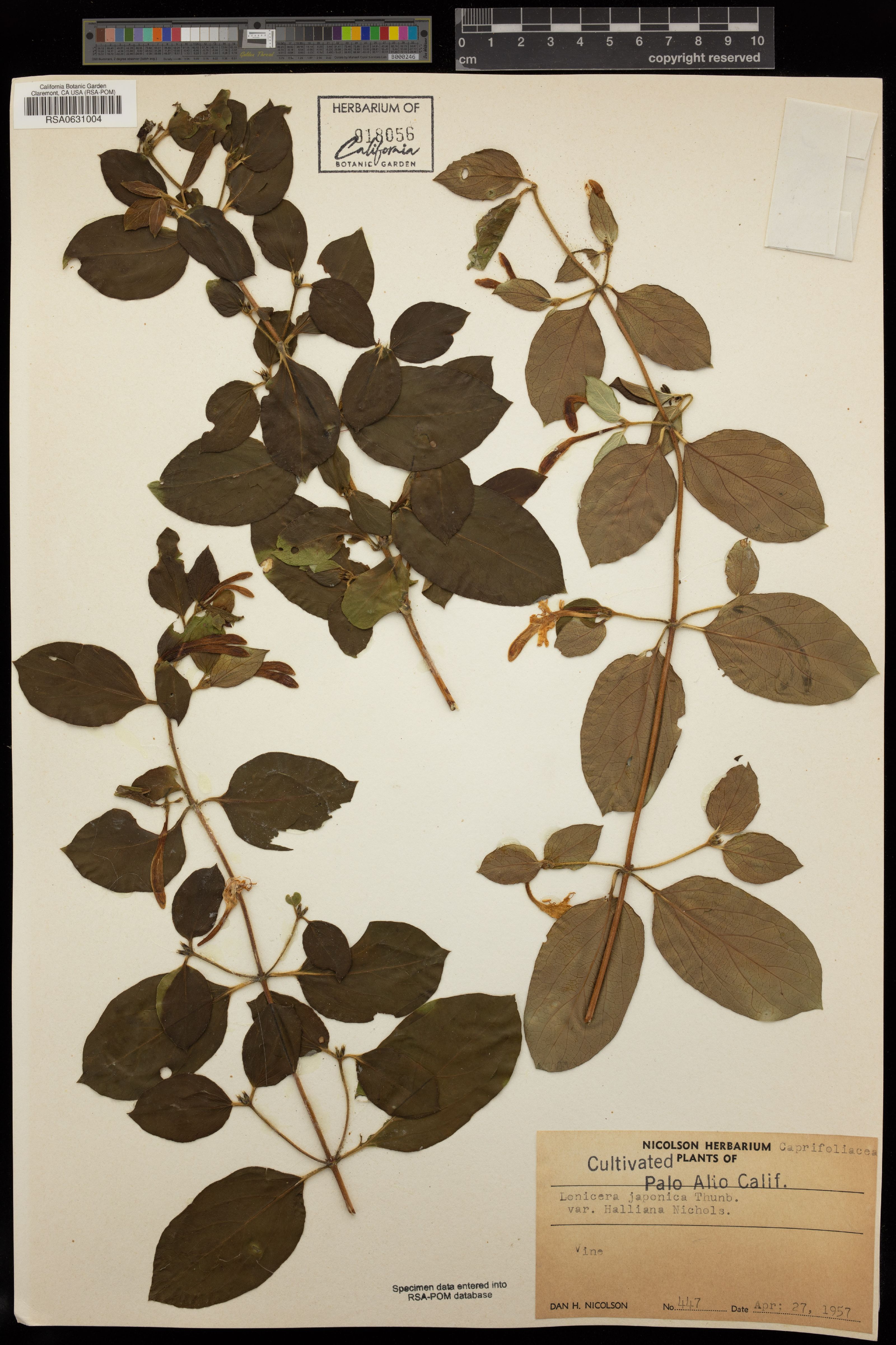 Madressilva Halliana Branca