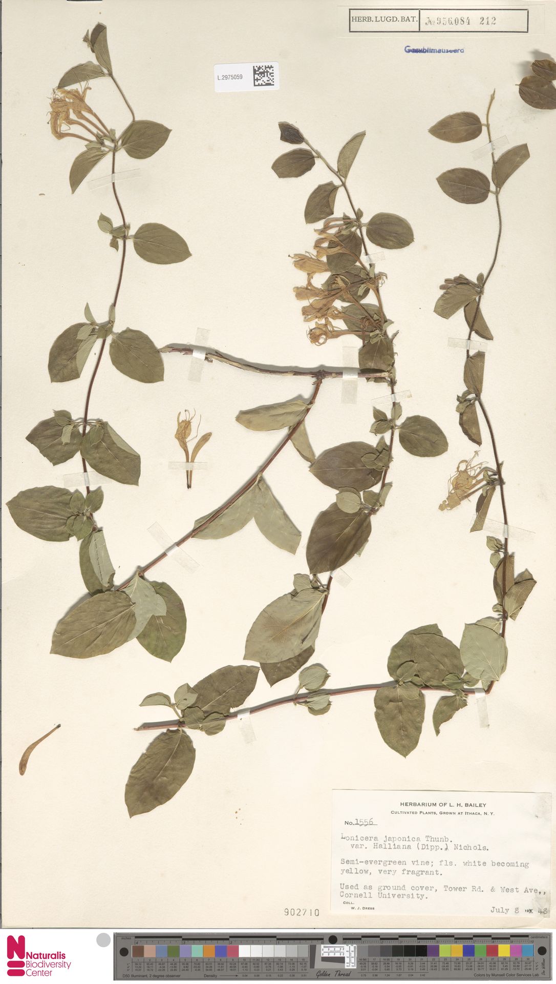 Madressilva Halliana Branca