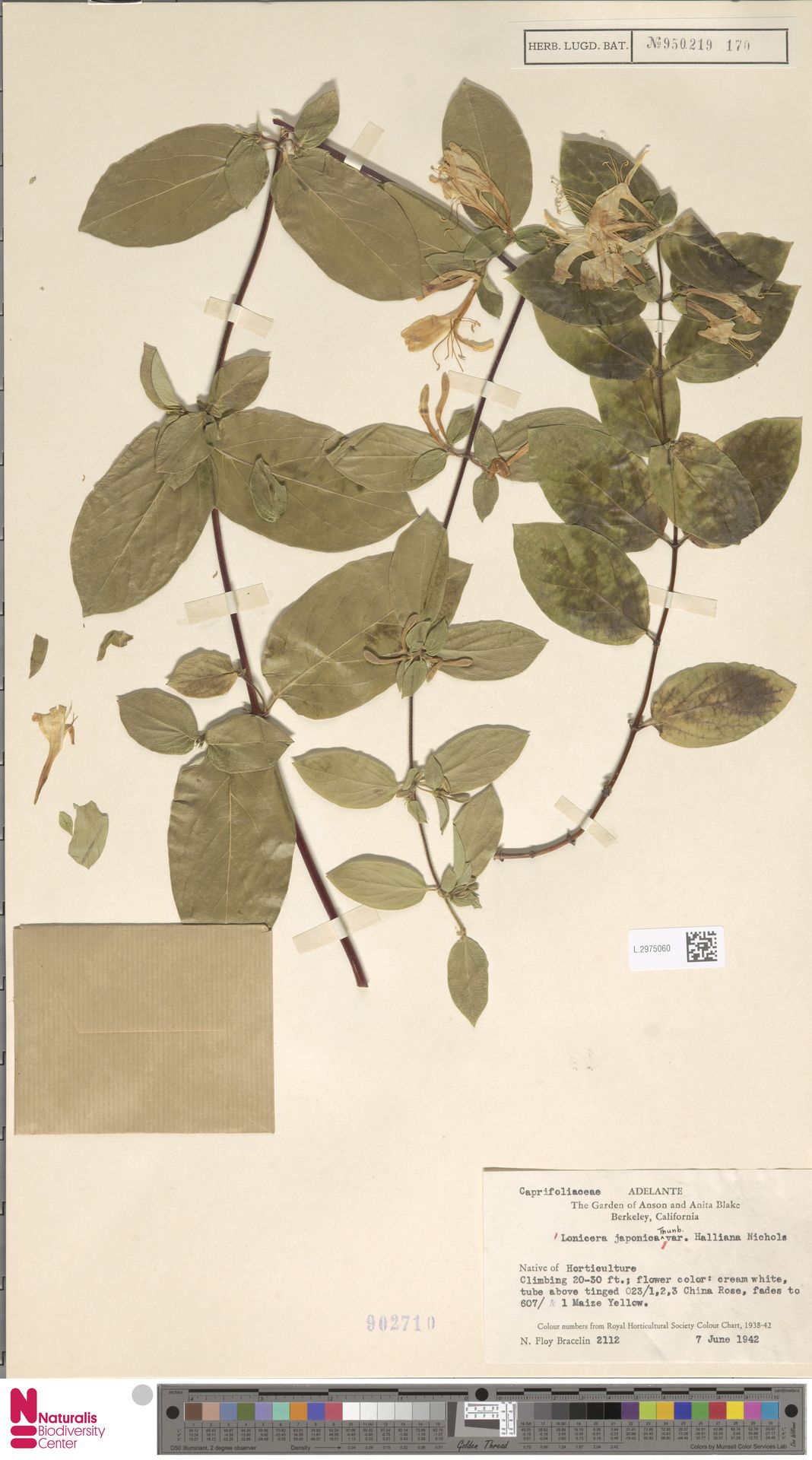 Madressilva Halliana Branca