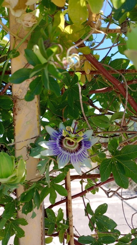 Maracujá-azul de Jardim