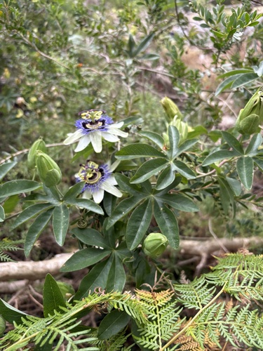 Maracujá-azul de Jardim