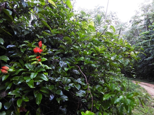Maracujá-vermelho da Amazônia