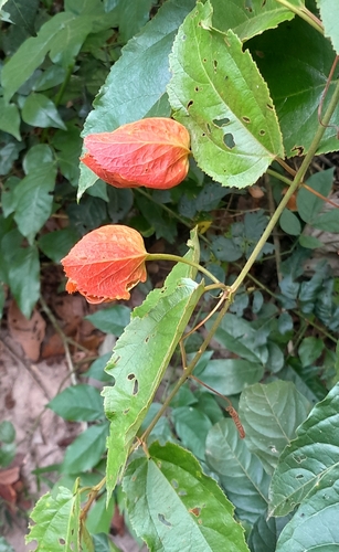 Maracujá-vermelho da Amazônia