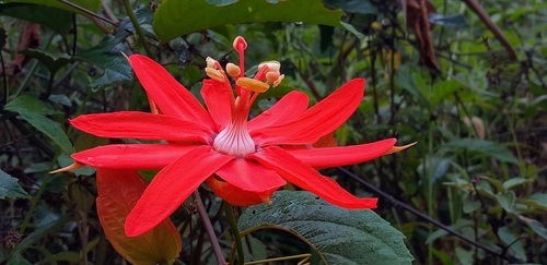 Maracujá-vermelho da Amazônia